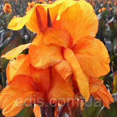 Канна Wyoming (Вайоминг)