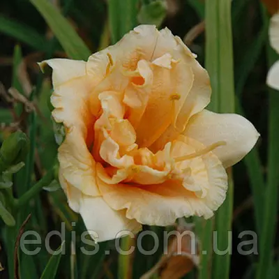 Лілейник Longfields Kitten