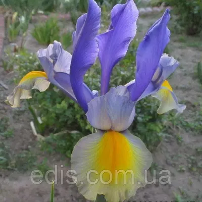 Ірис голандський Miss Saigon® (Міс Сайгон) 3 цибулин