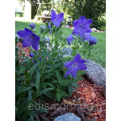 Платикодон синій низький Mariesii (широкодзвоник)