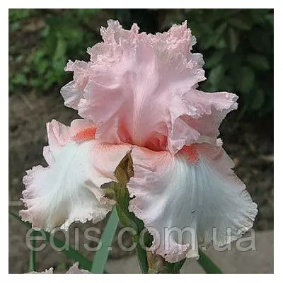Ірис бородатий Kentucky Woman (Кентуккі Вумен)