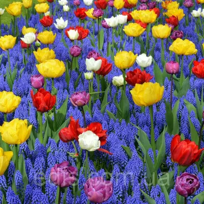 Арт-набір Сьоме небо 18 цибулин