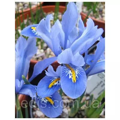Ірідодіктіум Alida (ірис сітчастий Аліда) 5 цибулин