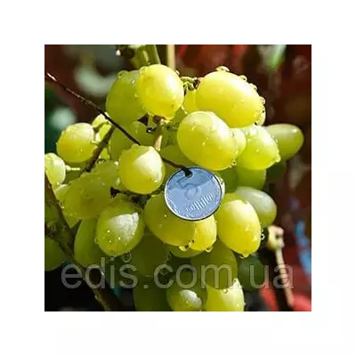 Виноград Лора (ранній)