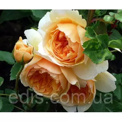 Троянда Сэр Ланселот (Sir Lancelot) английска флорібунда