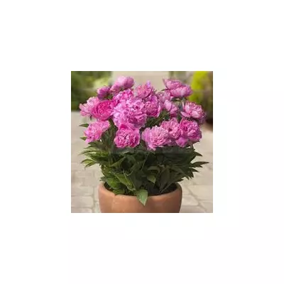 Півонія низькоросла Rome (Рим)