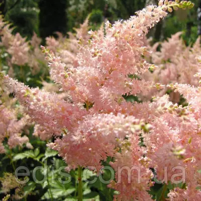 Астильба Peaches and Cream (Персики і вершки) в контейнері