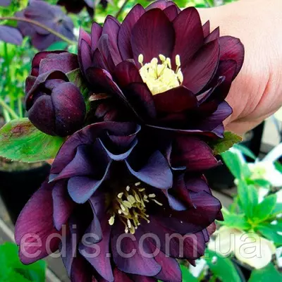Морозник махровий Ellen Purple ( Helleborus Ellen Purple ) у контейнері