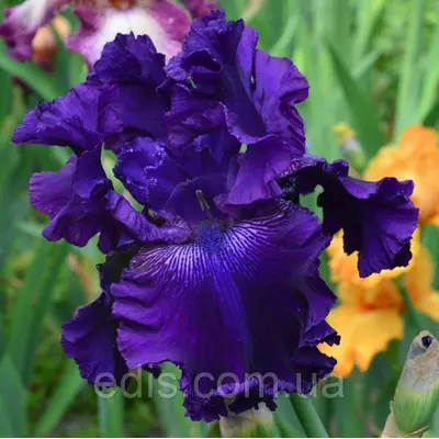 Ірис бородатий Hollywood Nights