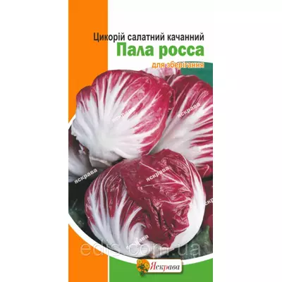 Цикорій качанний Пала Росса 1 г, насіння Яскрава