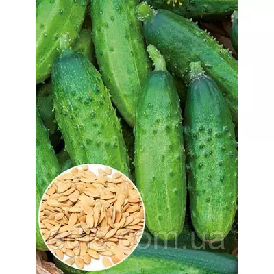 Огірок-корнішон Анулька F1 50 г, вагове насіння Яскрава