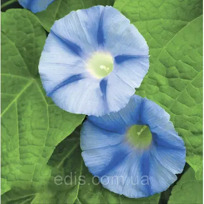 Іпомея Блакитна зірка 1,0 г, насіння Яскрава