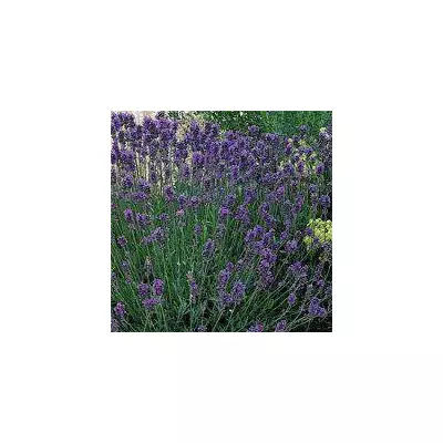 Лаванда Munstead в контейнері контейнер 2 л