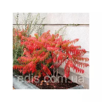 Сумах пухнастий Диссекта (с. оленерогий, оцтове дерево)