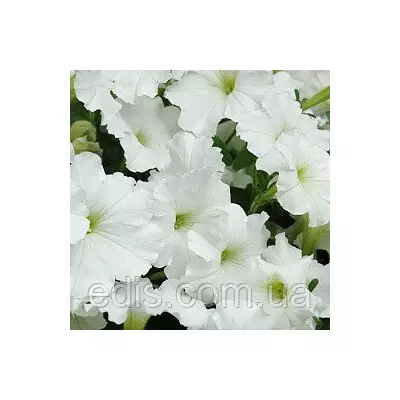 Петунія ампельна Лавина Біла F1 10 насінин-драже в колбі, PREMIUM Яскрава