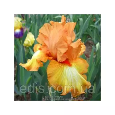 Ірис високий бородатий Great Balls of Fire (Грейт Боллс ів Фаєр)