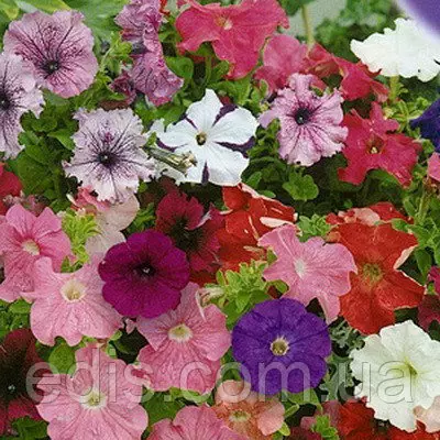 Петунія звисаюча Бахромчата суміш 15-30 насіння, ТМ Яскрава