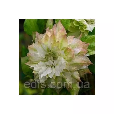 Клематис Sen-no-Kaze (Сен-но-Казе)