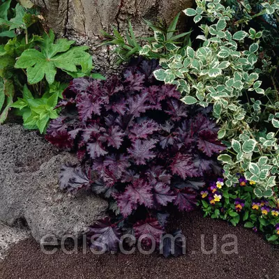 Гейхера Micrantha Palace Purple (Пурпурний замок) в контейнері 0,5 л.