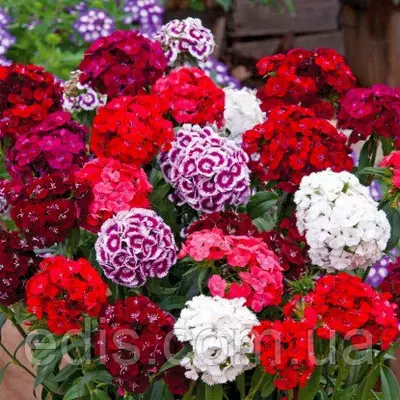 Гвоздика Турецька 0,5 г