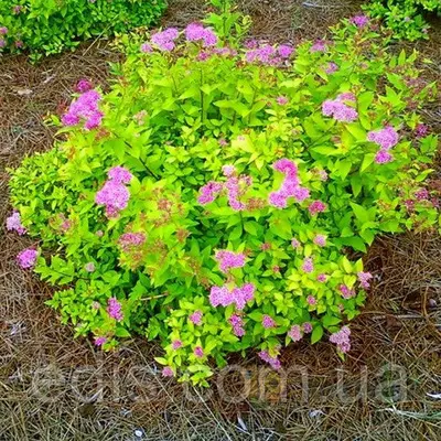 Спірея японська Goldmound (Голдмаунд) у контейнері