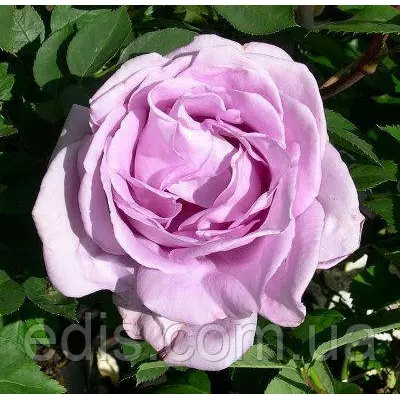 Троянда плетиста Блю Мун Плетиста (Blue Moon)