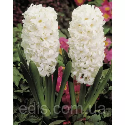 Гіацинт Antarctica 1 цибулина (калібр 18/19 - дуже великий)