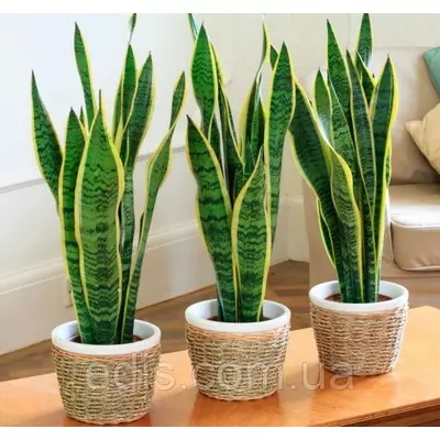 Сансевієрія Laurentii Кімнатна рослина