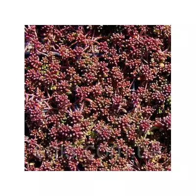 Очиток (седум) білий Murale