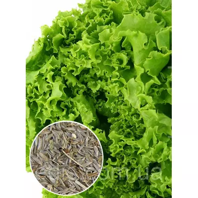 Салат Одеський кудрявець 100 г, вагове насіння Яскрава