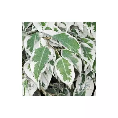 Фікус Бенджаміна Саманта 20 см Кімнатна рослина