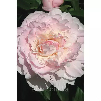 Півонія Madame Calot (Мадам Калот) кореневище