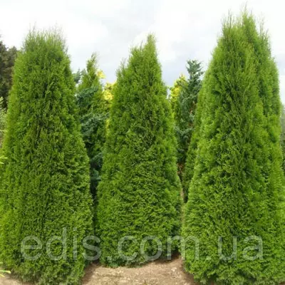 Туя Columna (Колумна) у контейнері 2 л