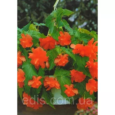 Бегонія бульбова Ампельна Помаранчева, 1 бульба