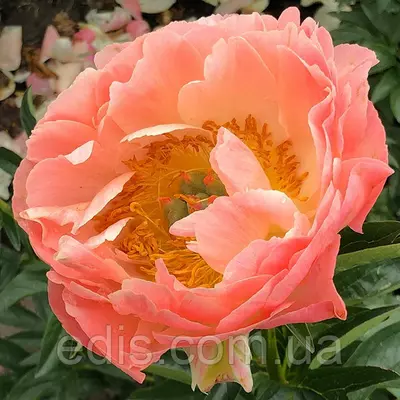 Півонія Coral Sunset кореневище