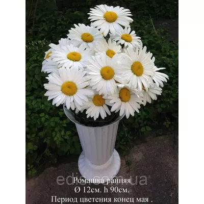 Королиця (ромашка садова) Early Sun (Ерлі Сан), суперрання (травень)