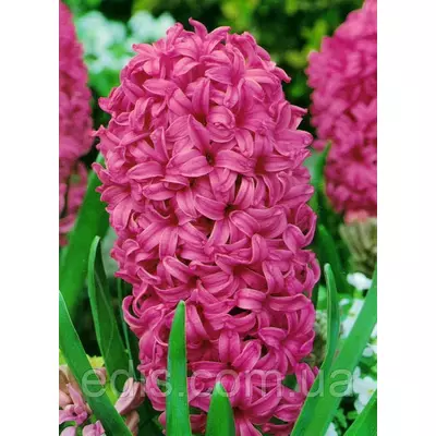 Гіацинт En Melange (Он Міленж) 1 цибулина (калібр 14/15 - великий)