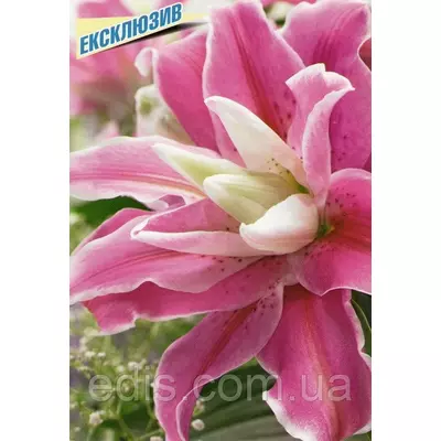 Лілія орієнтальна махрова Sweet Rosy (Світ Розі) 1 цибулина 14/16