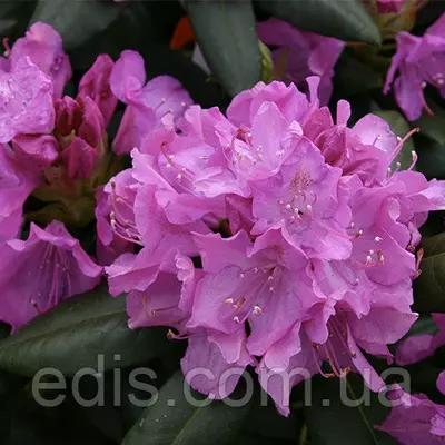 Рододендрон Roseum в контейнері 5 л