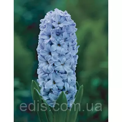 Гіацинт Delft Blue (Дельф Блю) 1 цибулина (калібр 14/15 - великий)