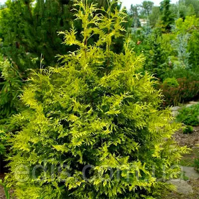 Туя складчаста Zebrina (Зебрина) у контейнері