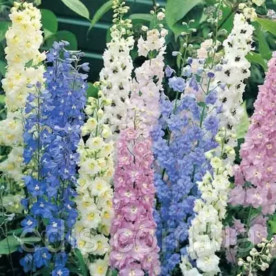 Дельфініум багаторічний суміш 0,1 г, насіння Яскрава