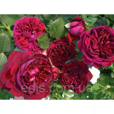 Троянда Король Артур (King Arthur) англійська флорібунда