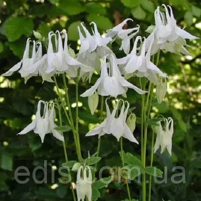 Аквілегія Nivea (Нівея) кореневище