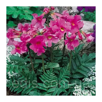 Інкарвиллея Delavayi