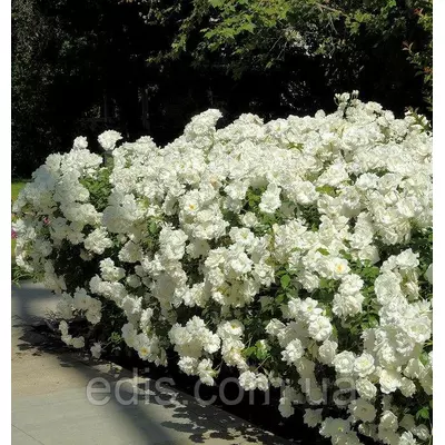 Троянда англійська Shining Bright (Сяюча наречена )