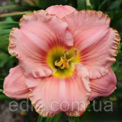 Лілейник Splendid Touch (Сплендід Тач)