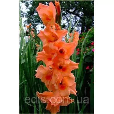 Гладіолус Orange King 10/12 3 цибулини