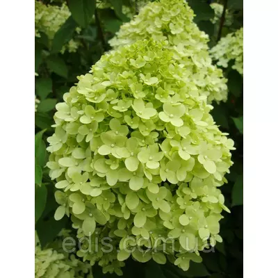 Гортензія волотисна Limelight (Лаймлайт) 3-річна, контейнер 2 л.