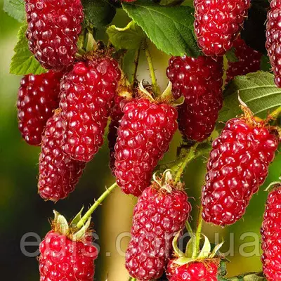Ежемалина Логанбері (Loganberry)
